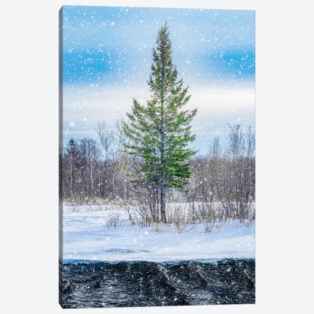 Winter Snow Tree And Water Canvas Print #NRV611} by Nik Rave Canvas Print