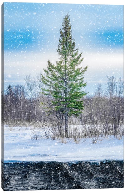 Winter Snow Tree And Water Canvas Art Print - Nik Rave