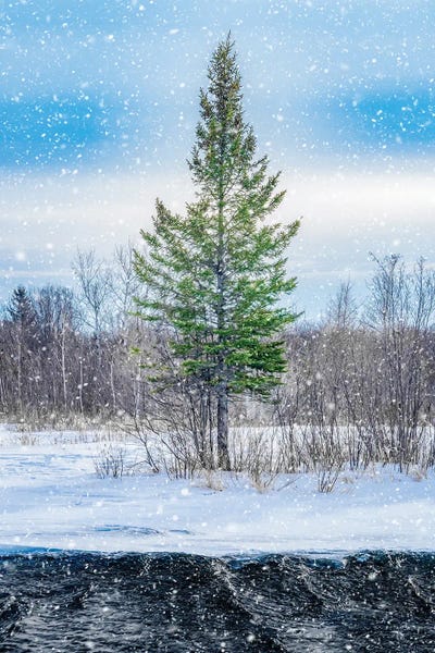 Nik Rave: Winter Snow Tree And Water by Nik Rave