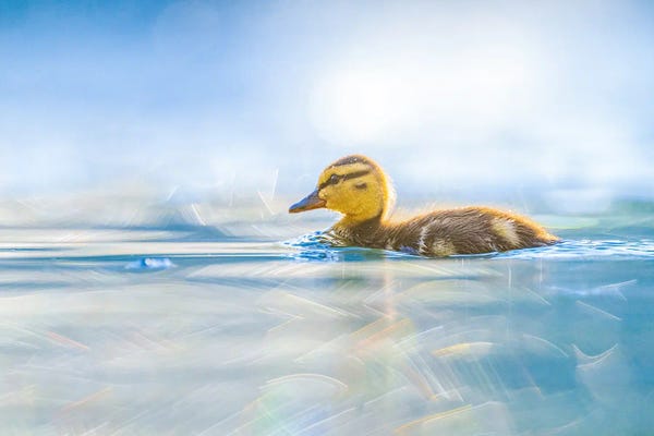 Ducks: Duckling Early On Early Morning, Sunrise. by Nik Rave