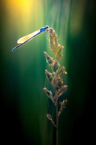 Golden Hour Animals: Early Morning Dragonfly by Nik Rave