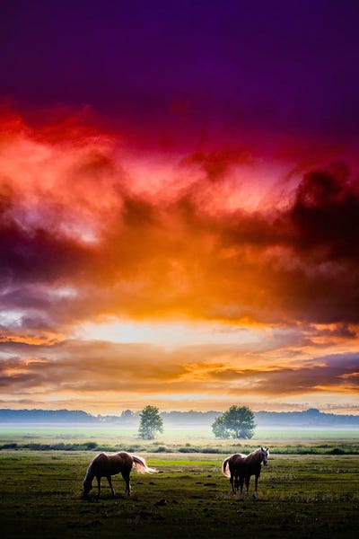 Fine Art Print: Horses On A Sunset by Nik Rave