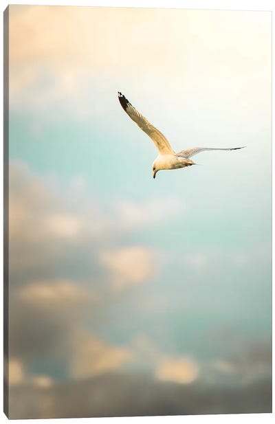 Hunting Seagull Up Down Canvas Art Print - Nik Rave