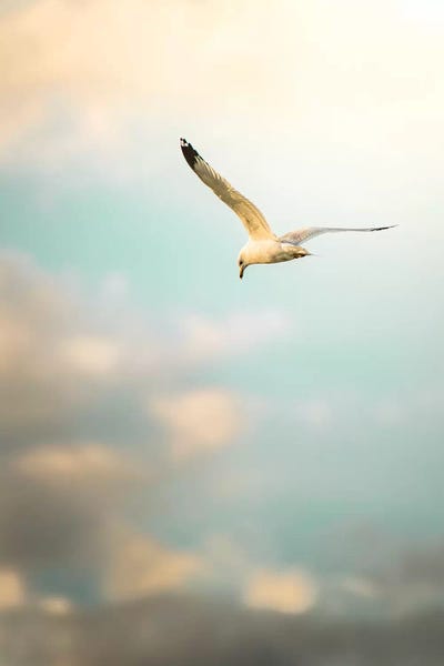 Nik Rave: Hunting Seagull Up Down by Nik Rave
