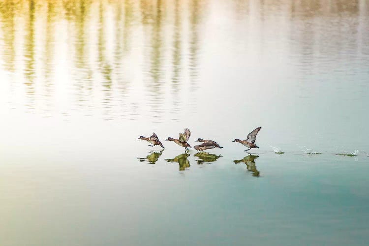 Duck Takeoff Sequence