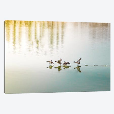 Duck Takeoff Sequence Canvas Print #NRV62} by Nik Rave Canvas Artwork