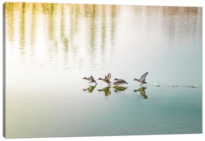 Duck Takeoff Sequence Canvas Art Print