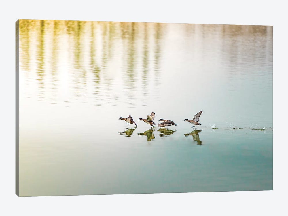 Duck Takeoff Sequence by Nik Rave 1-piece Canvas Wall Art