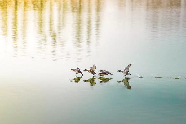 Nik Rave: Duck Takeoff Sequence by Nik Rave