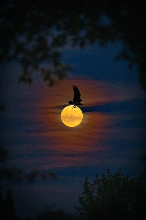 Silhouette Of Osprey Over The Moon.