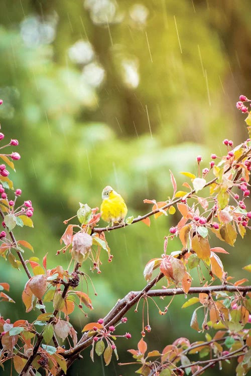 Wet Yellow Bird Under Rain