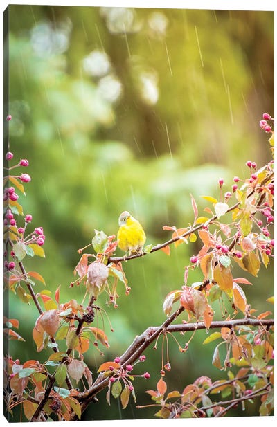 Wet Yellow Bird Under Rain Canvas Art Print - Nik Rave