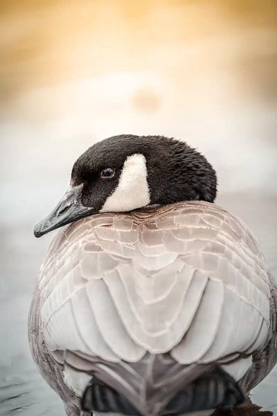 Nik Rave: Goose Portrait Up Close by Nik Rave