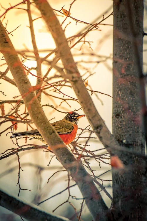 Sun Robin And Tree