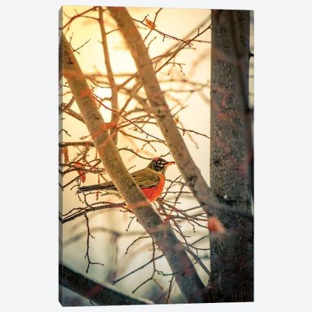 Sun Robin And Tree Canvas Print #NRV65} by Nik Rave Canvas Print