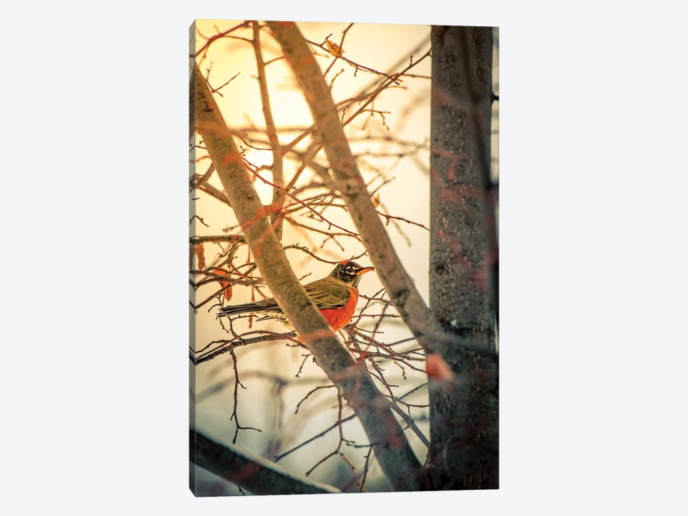 Sun Robin And Tree by Nik Rave 1-piece Canvas Art Print