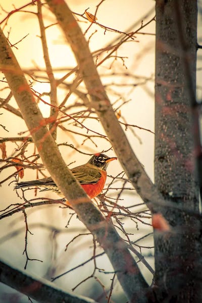Nik Rave: Sun Robin And Tree by Nik Rave