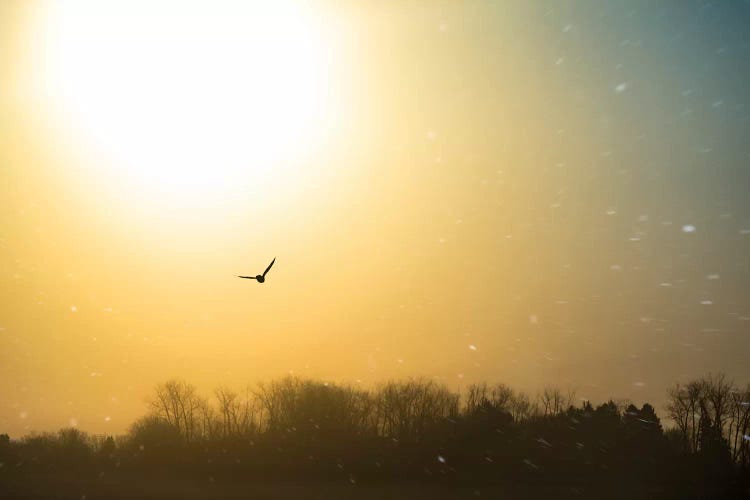 Bird Flying Through Blizzard