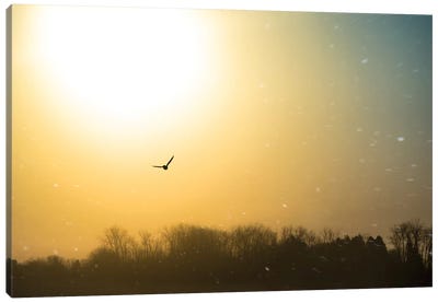 Bird Flying Through Blizzard Canvas Art Print - Nik Rave