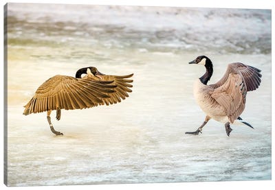 Geese Dance Fight Canvas Art Print - Goose Art