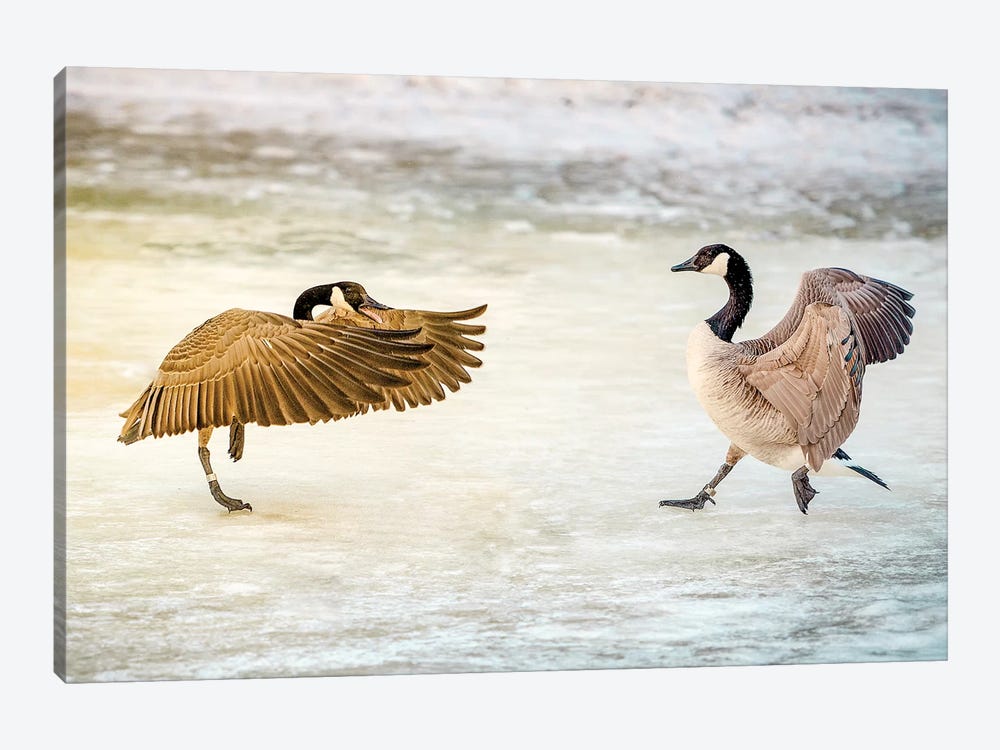 Geese Dance Fight by Nik Rave 1-piece Canvas Print