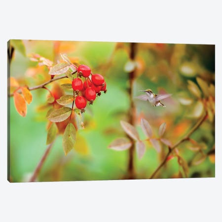 Honeybird Red And Green Canvas Print #NRV68} by Nik Rave Canvas Artwork