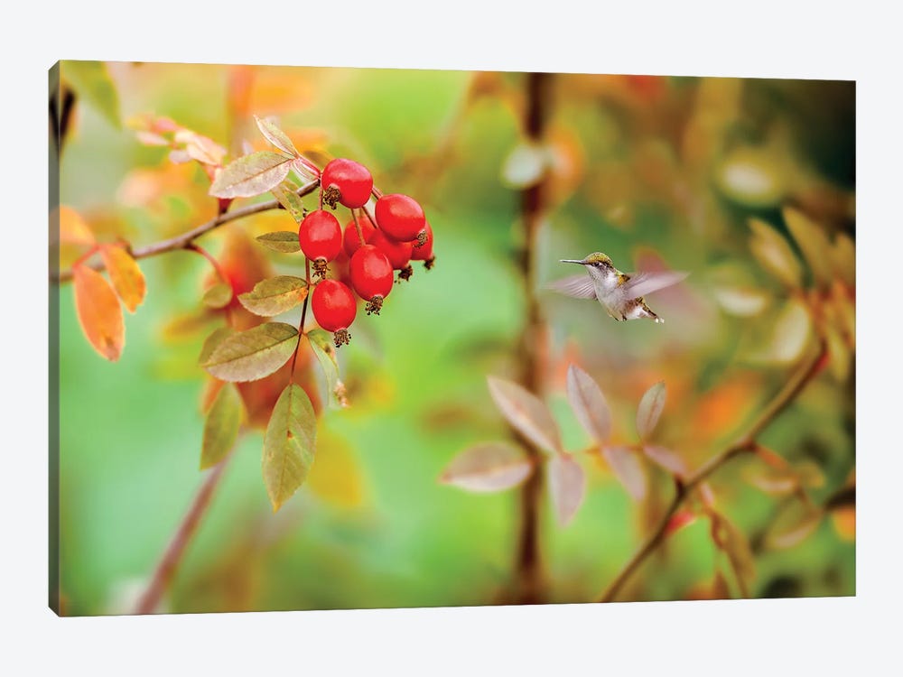 Honeybird Red And Green by Nik Rave 1-piece Canvas Art