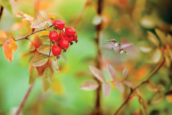 Nik Rave: Honeybird Red And Green by Nik Rave