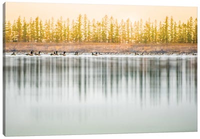 Low Angle, Geese Water Reflection Canvas Art Print - Nik Rave