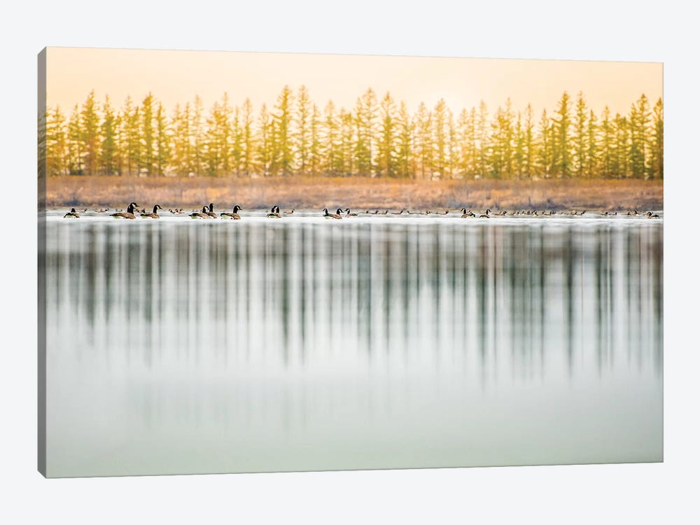 Low Angle, Geese Water Reflection by Nik Rave 1-piece Canvas Art Print