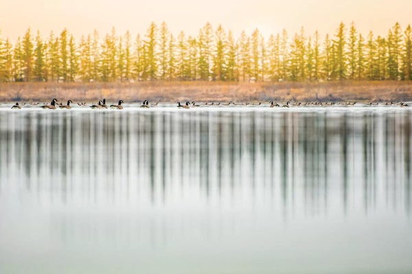 Nik Rave: Low Angle, Geese Water Reflection by Nik Rave