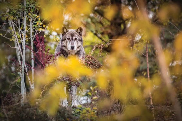 Wolves: Timber Wolf Portrait by Nik Rave