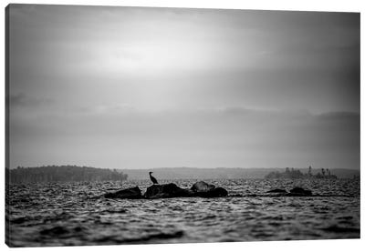 Lonely Bird On The Rock In Black And White Canvas Art Print - Heron Art