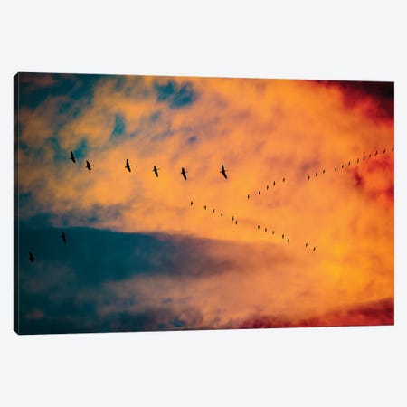 Burning Skies Birds Canvas Print #NRV71} by Nik Rave Art Print