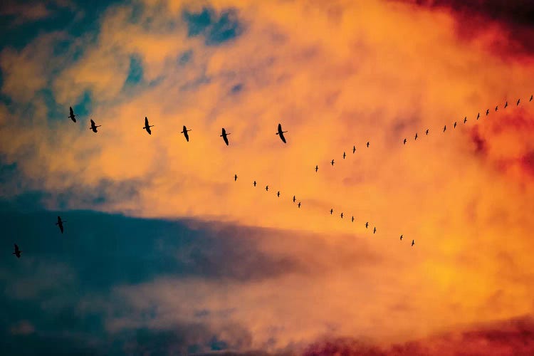 Burning Skies Birds