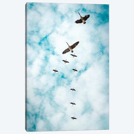 Immigration Of Canada Geese Canvas Print #NRV75} by Nik Rave Canvas Wall Art
