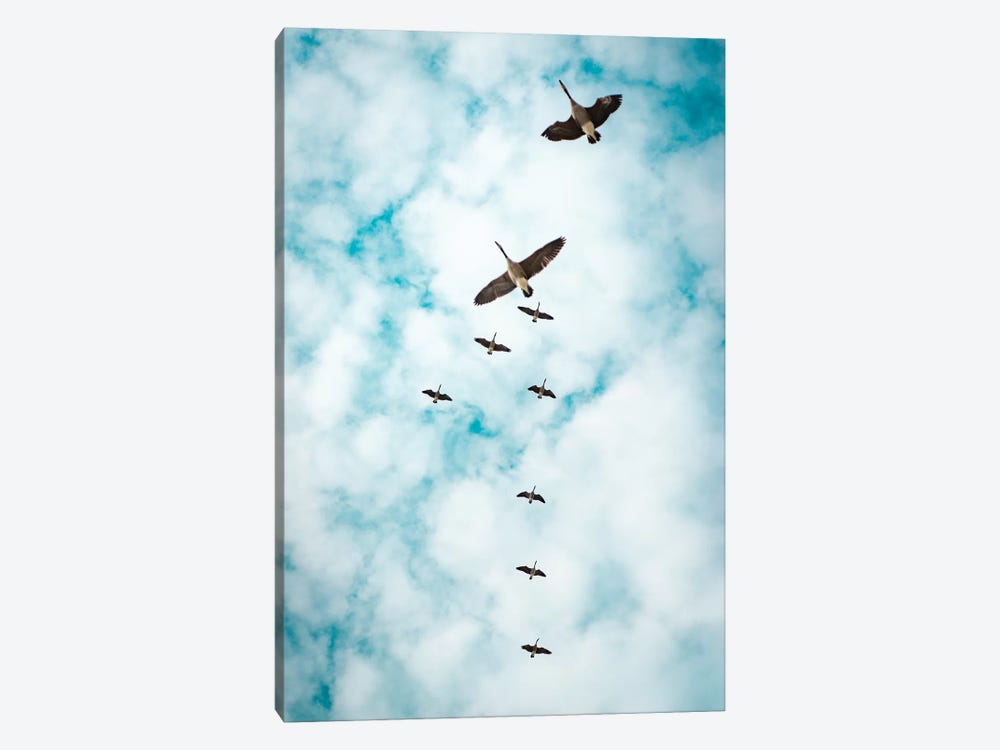 Immigration Of Canada Geese by Nik Rave 1-piece Canvas Wall Art