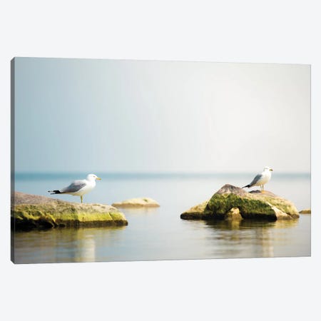 Seagull Waterscape Creative Canvas Print #NRV77} by Nik Rave Canvas Wall Art