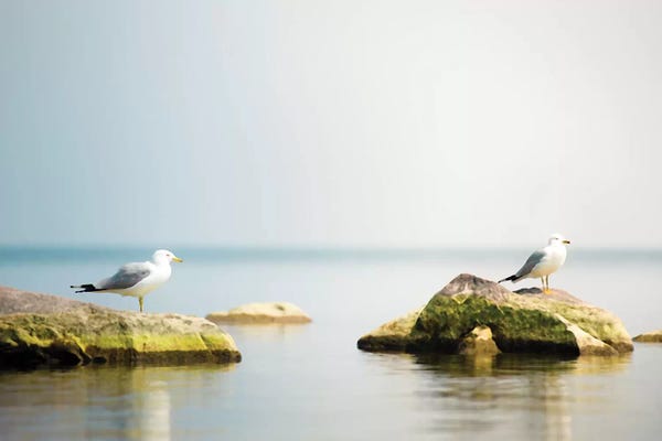 Seagull Waterscape Creative