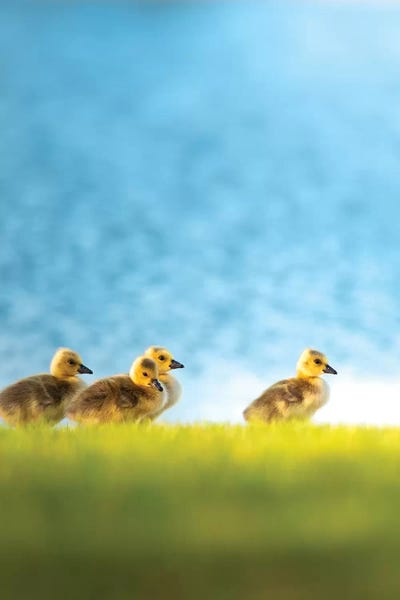 Chicks Or Follow The Leader