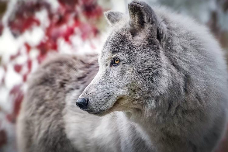 Grey Timber Wolf Portrait