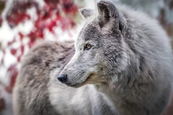 Wolves: Grey Timber Wolf Portrait by Nik Rave