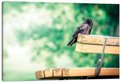 Resting Crow On Bench Canvas Art Print - Crow Art