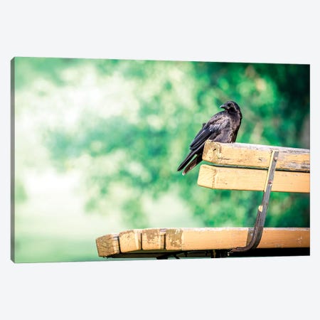 Resting Crow On Bench Canvas Print #NRV80} by Nik Rave Canvas Wall Art