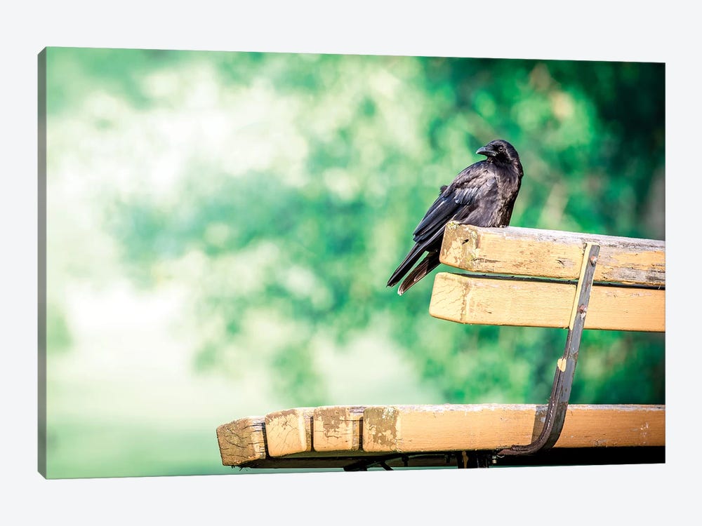 Resting Crow On Bench by Nik Rave 1-piece Canvas Art