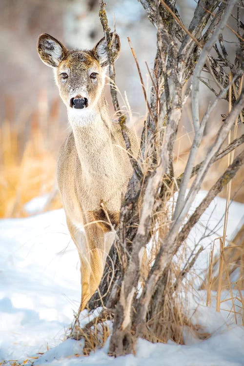 Hiding But Curious Baby Deer