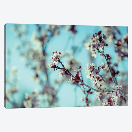 Blooming Tree Canvas Print #NRV82} by Nik Rave Canvas Wall Art
