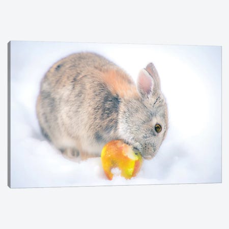Cream Tone Bunny Eating Apple Canvas Print #NRV84} by Nik Rave Canvas Art Print