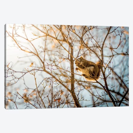 Squirrel Sitting On The Branches Canvas Print #NRV85} by Nik Rave Canvas Art Print