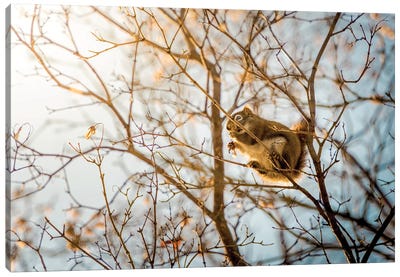 Squirrel Sitting On The Branches Canvas Art Print - Nik Rave